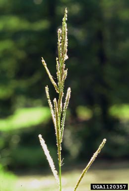 vaseygrass, Paspalum urvillei  (Cyperales: Poaceae) - 1120357