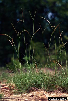 bahiagrass, Paspalum notatum  (Cyperales: Poaceae) - 1120360