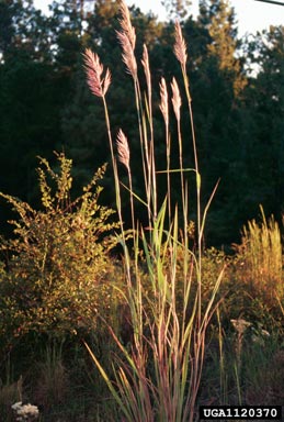 giant plumegrass, Saccharum giganteum  (Cyperales: Poaceae) - 1120370