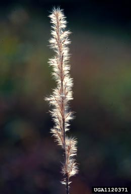 silver plumegrass, Saccharum alopecuroidum  (Cyperales: Poaceae) - 1120371