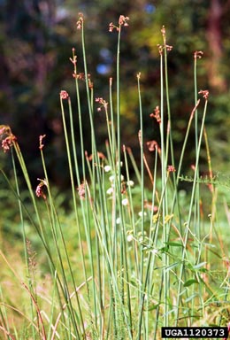 softstem bulrush, Schoenoplectus tabernaemontani  (Cyperales: Cyperaceae) - 1120373