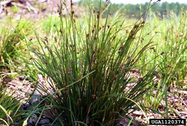 whip nutrush, Scleria triglomerata  (Cyperales: Cyperaceae) - 1120374