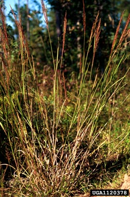 yellow Indiangrass, Sorghastrum nutans  (Cyperales: Poaceae) - 1120378