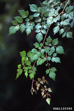peppervine, Ampelopsis arborea  (Rhamnales: Vitaceae) - 1120392