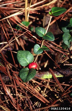 partridgeberry, Mitchella repens  (Rubiales: Rubiaceae) - 1120416