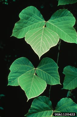kudzu, Pueraria montana var. lobata (Fabales: Fabaceae (Leguminosae)) - 1120422