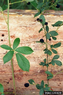 sand blackberry, Rubus cuneifolius  (Rosales: Rosaceae) - 1120428