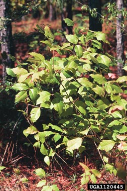 Atlantic poison-oak, Toxicodendron pubescens  (Sapindales: Anacardiaceae) - 1120445