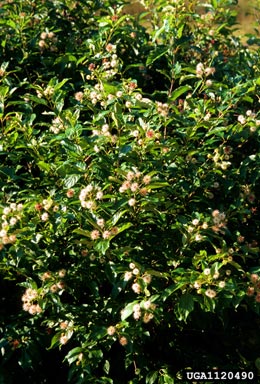 buttonbush, Cephalanthus occidentalis  (Rubiales: Rubiaceae) - 1120490