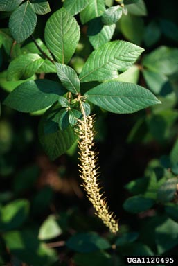 coastal sweetpepperbush, Clethra alnifolia  (Ericales: Clethraceae) - 1120495