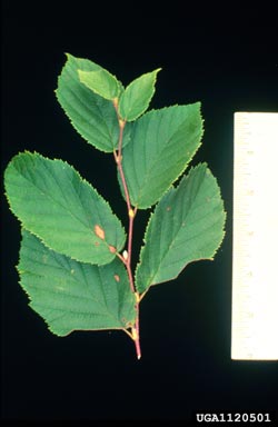beaked hazelnut, Corylus cornuta  (Fagales: Betulaceae) - 1120501