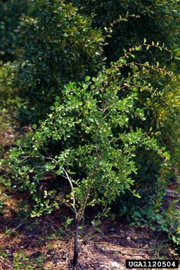 yellowleaf hawthorn, Crataegus flava  (Rosales: Rosaceae) - 1120504