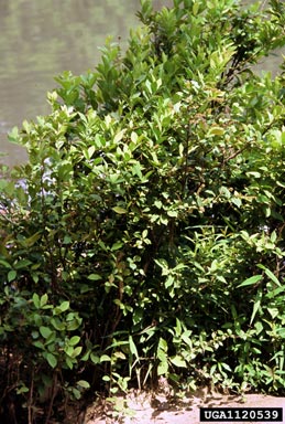 Virginia sweetspire, Itea virginica  (Rosales: Grossulariaceae) - 1120539
