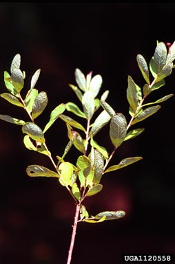 coastalplain staggerbush, Lyonia fruticosa  (Ericales: Ericaceae) - 1120558