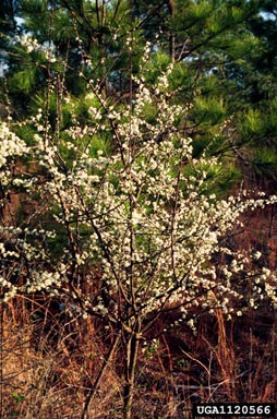 hog plum, Prunus umbellata  (Rosales: Rosaceae) - 1120566