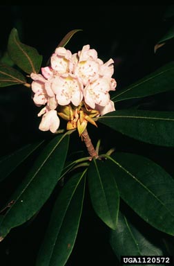 rosebay rhododendron, Rhododendron maximum  (Ericales: Ericaceae) - 1120572