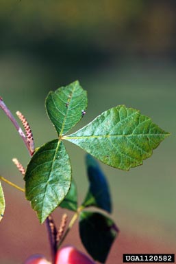 fragrant sumac, Rhus aromatica  (Sapindales: Anacardiaceae) - 1120582