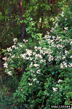 multiflora rose, Rosa multiflora  (Rosales: Rosaceae) - 1120584