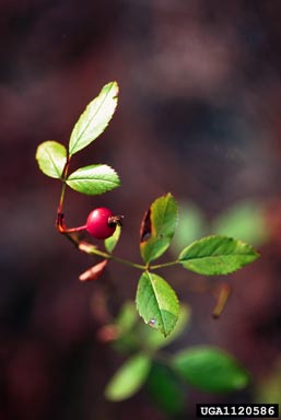 Carolina rose, Rosa carolina  (Rosales: Rosaceae) - 1120586