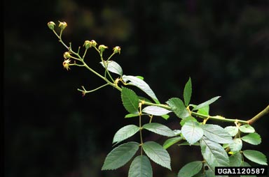 multiflora rose, Rosa multiflora  (Rosales: Rosaceae) - 1120587