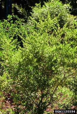 Elliott's blueberry, Vaccinium elliottii  (Ericales: Ericaceae) - 1120594