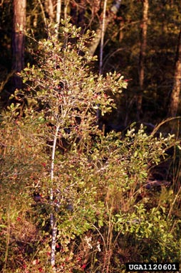 sparkleberry, Vaccinium arboreum  (Ericales: Ericaceae) - 1120601