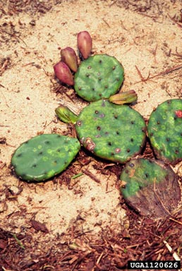 spreading pricklypear, Opuntia humifusa  (Caryophyllales: Cactaceae) - 1120626