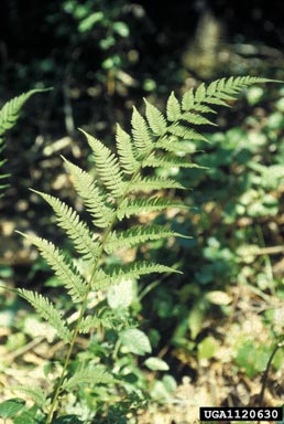 common ladyfern, Athyrium filix-femina  (Polypodiales: Dryopteridaceae) - 1120630