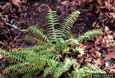 Christmas fern, Polystichum acrostichoides  (Polypodiales: Dryopteridaceae) - 1120632