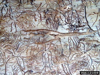 six-toothed spruce bark beetle (Pityogenes chalcographus ) on Norway spruce (Picea abies ) - 1121009