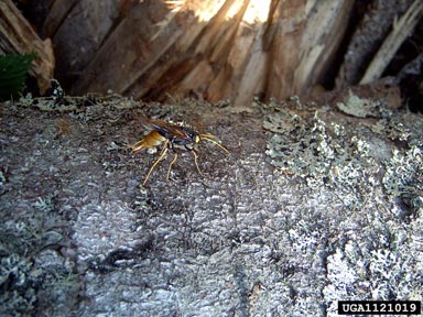 giant wood wasp (Urocerus gigas gigas) on Norway spruce (Picea abies ) - 1121019
