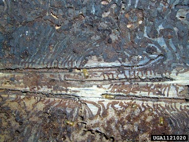 European spruce bark beetle (Ips typographus ) on Norway spruce (Picea abies ) - 1121020