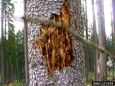 European spruce bark beetle (Ips typographus ) on Norway spruce (Picea abies ) - 1121028