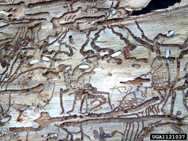 European spruce bark beetle (Ips typographus ) on Norway spruce (Picea abies ) - 1121037