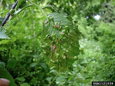 aphid (Tetraneura ulmi ) on elm (Ulmus spp. ) - 1121039