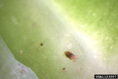 flat mite, Brevipalpus spp.  (Acari: Tenuipalpidae) - 1123007
