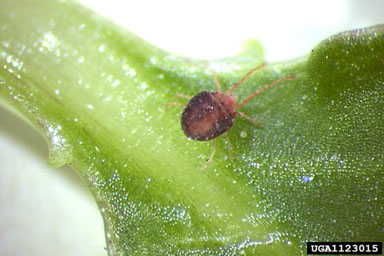 clover mite, Bryobia praetiosa  (Acari: Tetranychidae) - 1123015