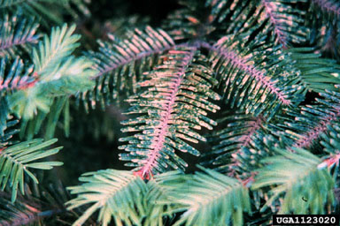 cryptomeria scale (Aspidiotus cryptomeriae ) on Fraser fir (Abies fraseri ) - 1123020