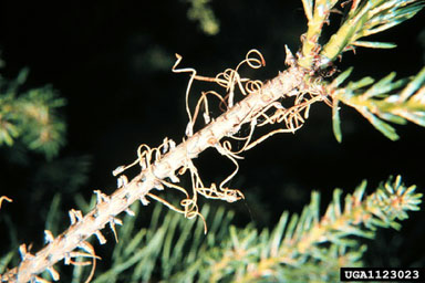 European pine sawfly (Neodiprion sertifer ) on Scots pine (Pinus sylvestris ) - 1123023
