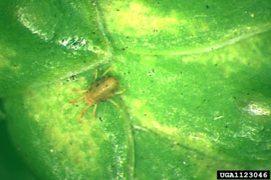 arborvitae spider mite (Platytetranychus thujae ) on arborvitae (Thuja spp. ) - 1123046
