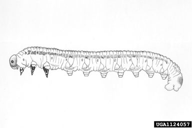 Virginia pine sawfly, Neodiprion pratti pratti (Hymenoptera: Diprionidae) - 1124057