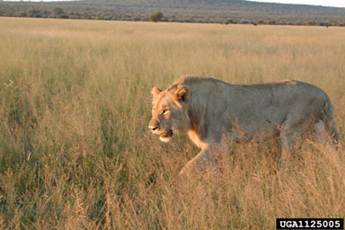 lion, Panthera leo  (Carnivora: Felidae) - 1125005