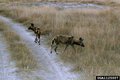 African wild dog, Lycaon pictus  (Carnivora: Canidae) - 1125007