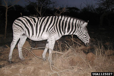 Plains zebra, Equus burchellii  (Perissodactyla: Equidae) - 1125027