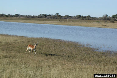 red lechwe, Kobus leche leche (Artiodactyla: Bovidae) - 1125035