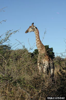 giraffe, Giraffa camelopardalis  (Artiodactyla: Giraffidae) - 1125042