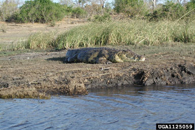 Nile crocodile, Crocodylus niloticus  (Crocodilia: Crocodylidae) - 1125059