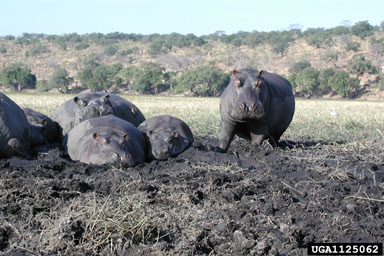 hippopotamus, Hippopotamus amphibius  (Artiodactyla: Hippopotamidae) - 1125062
