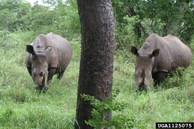 African white rhinoceros, Ceratotherium simum  (Perissodactyla: Rhinocerotidae) - 1125075