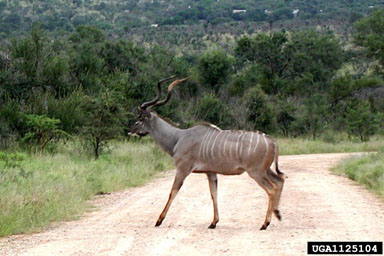 greater kudu, Tragelaphus strepsiceros  (Artiodactyla: Bovidae) - 1125104